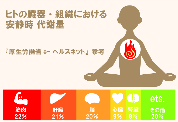 筋力トレーニングは必要なの?基礎代謝と脂肪燃焼の深い関係