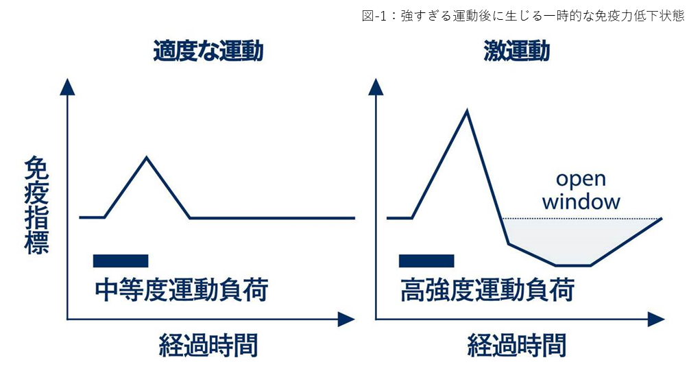 筋トレと免疫の関係性