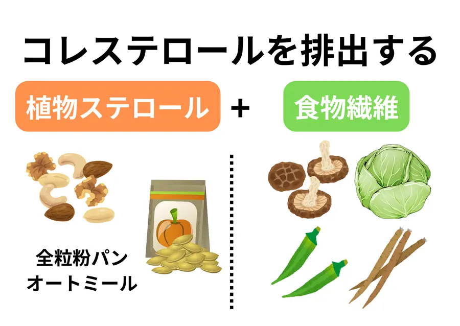 食物繊維 ＋ 植物ステロール