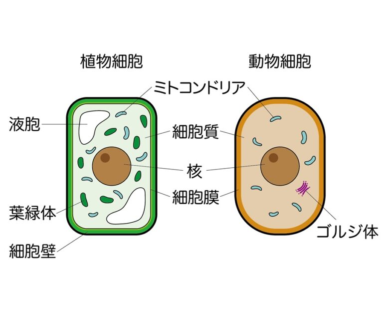 「細胞機能を高める」ミトコンドリア活性化の科学