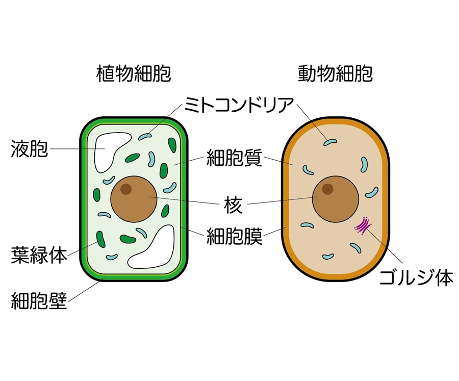 ミトコンドリア